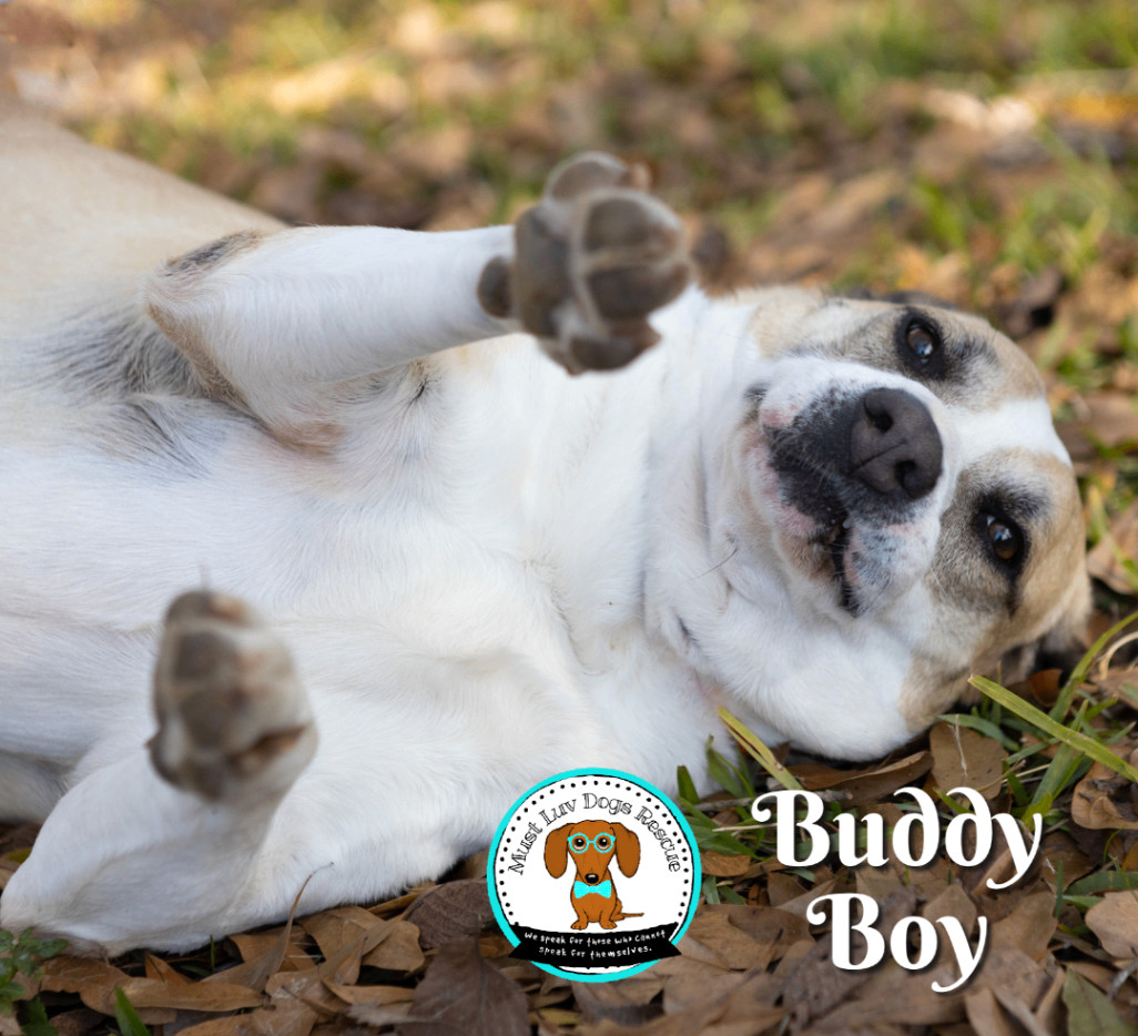 Buddy Boy, a Adoptable mixed breed in Zachary, LA image 1/6