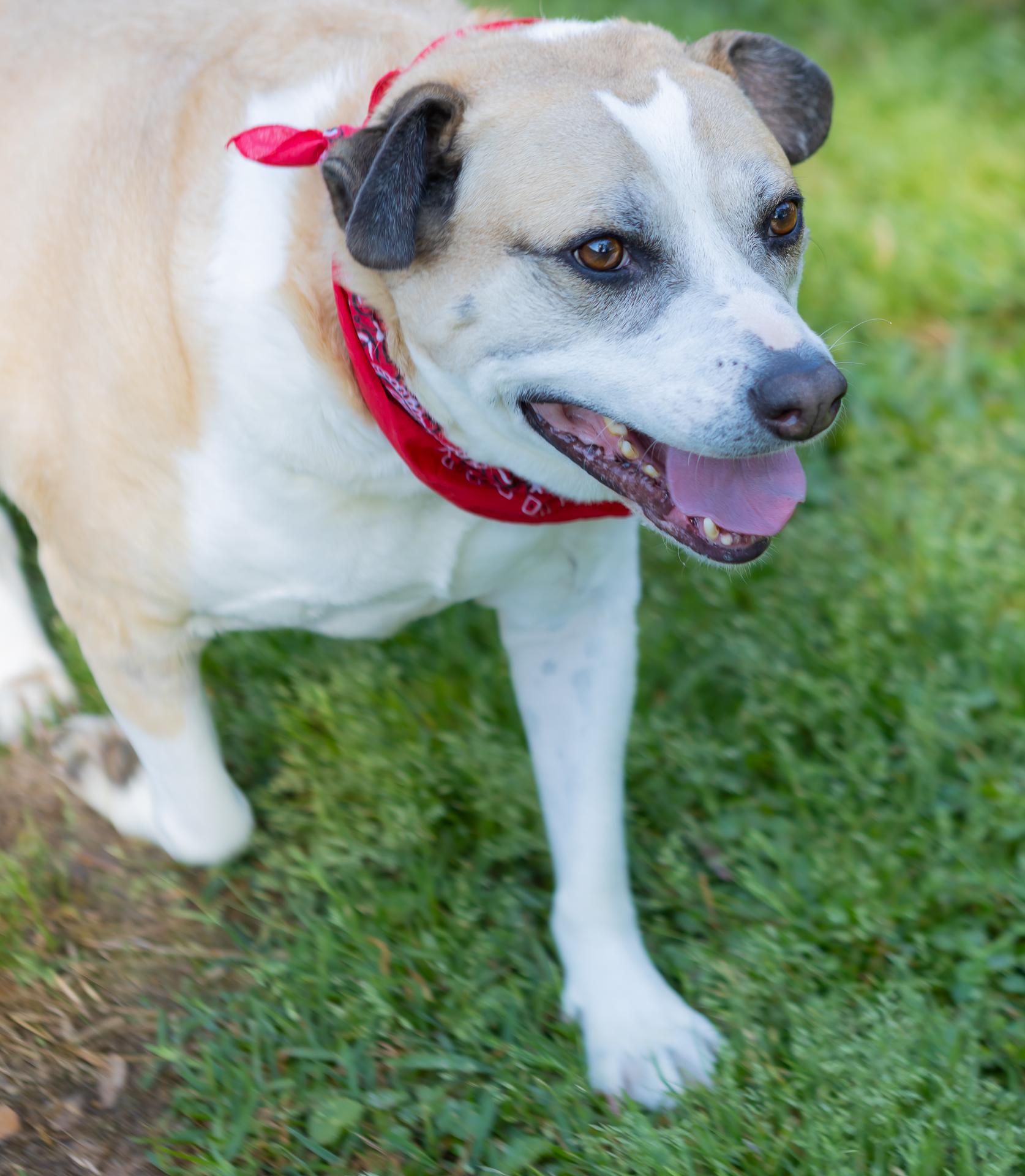 Enlarge Buddy Boy, a Adoptable mixed breed in Zachary, LA image 6/6