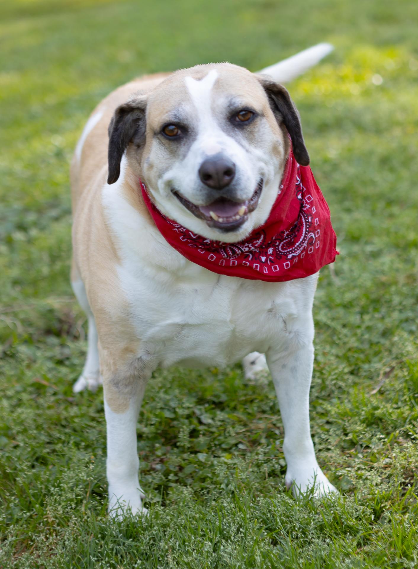 Enlarge Buddy Boy, a Adoptable mixed breed in Zachary, LA image 3/6