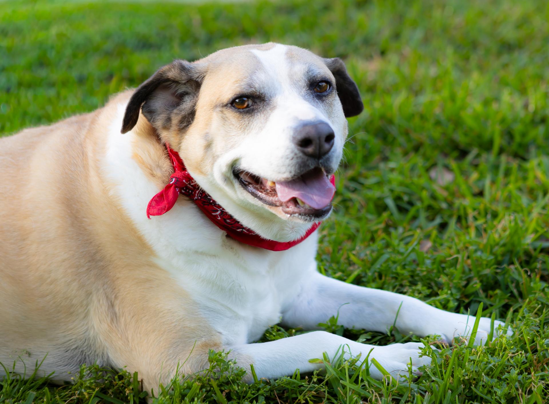 Enlarge Buddy Boy, a Adoptable mixed breed in Zachary, LA image 5/6