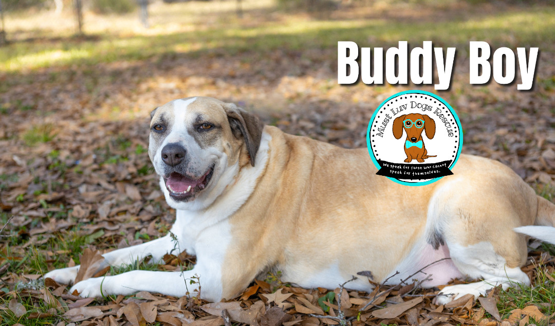 Buddy Boy, a Adoptable mixed breed in Zachary, LA image 4/6
