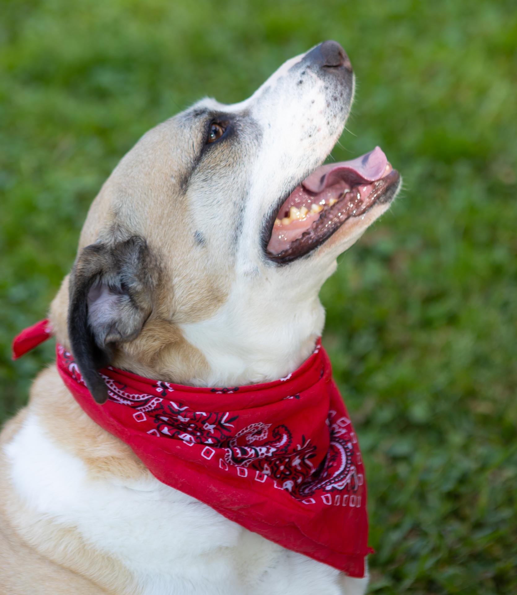 Enlarge Buddy Boy, a Adoptable mixed breed in Zachary, LA image 1/6