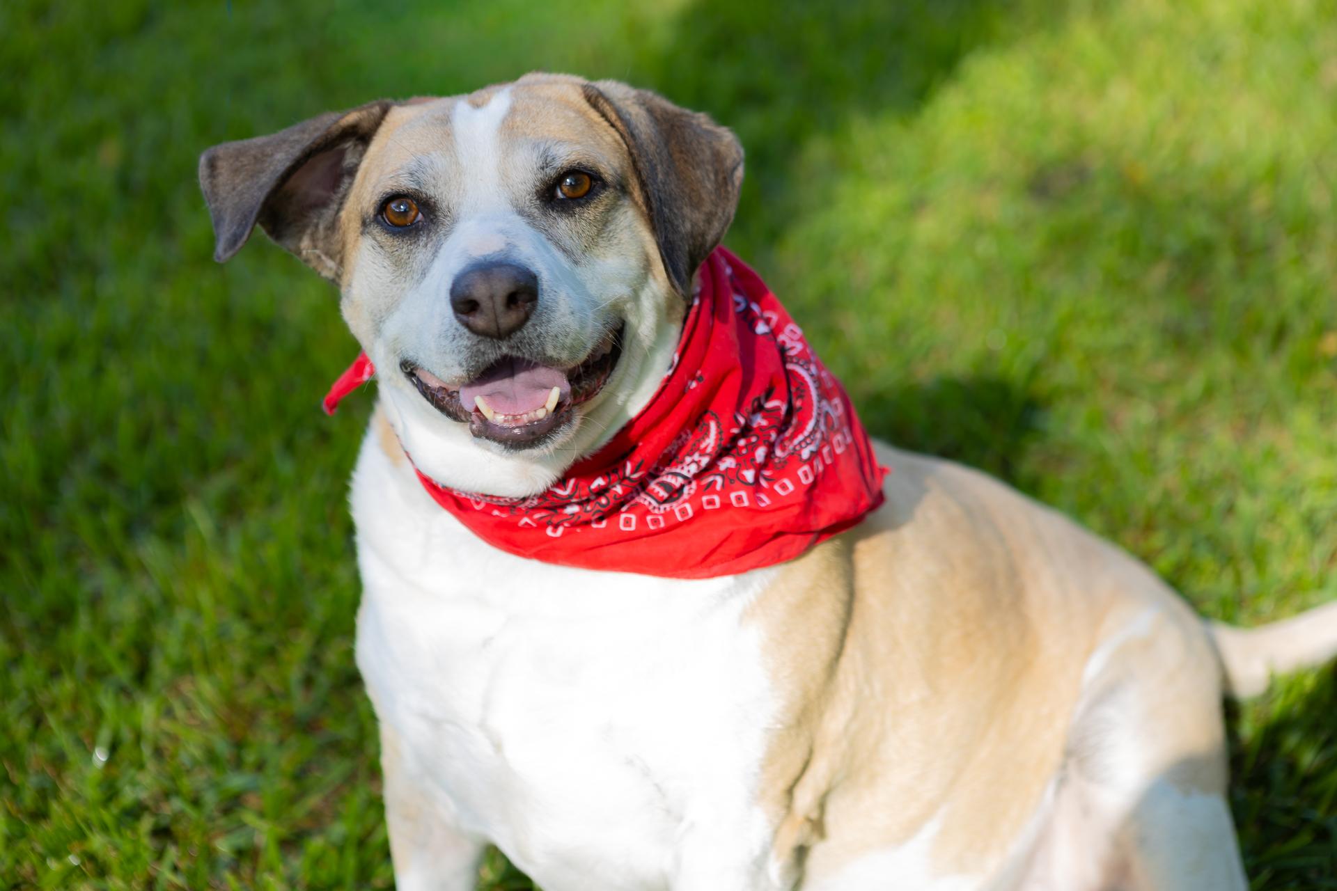 Enlarge Buddy Boy, a Adoptable mixed breed in Zachary, LA image 2/6