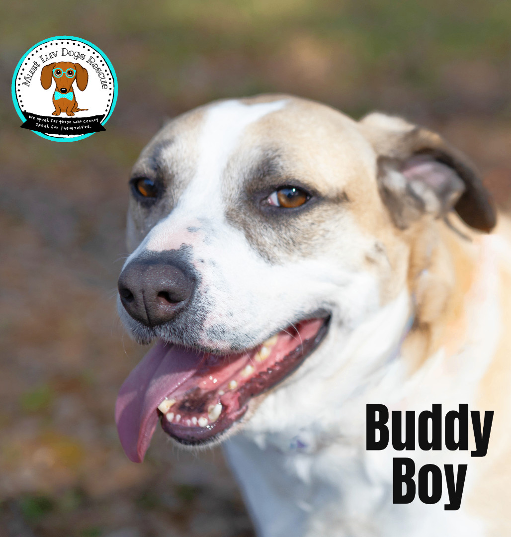 Buddy Boy, a Adoptable mixed breed in Zachary, LA image 5/6