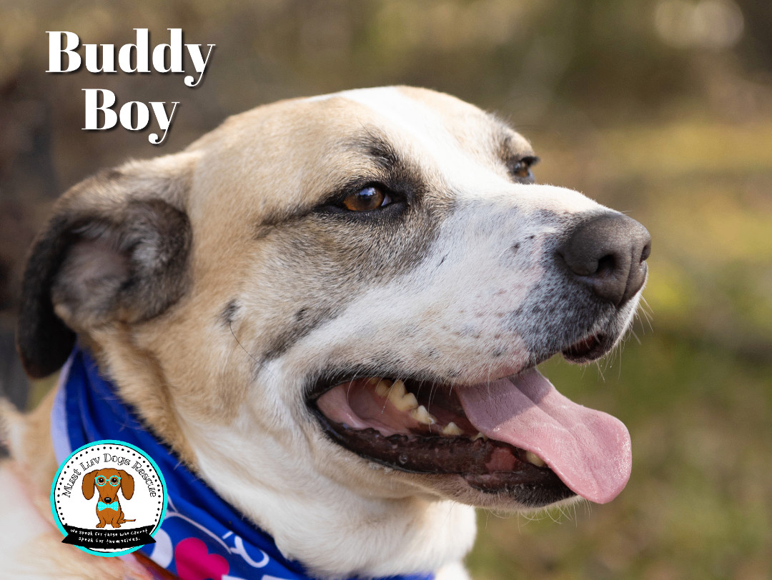 Buddy Boy, a Adoptable mixed breed in Zachary, LA image 6/6