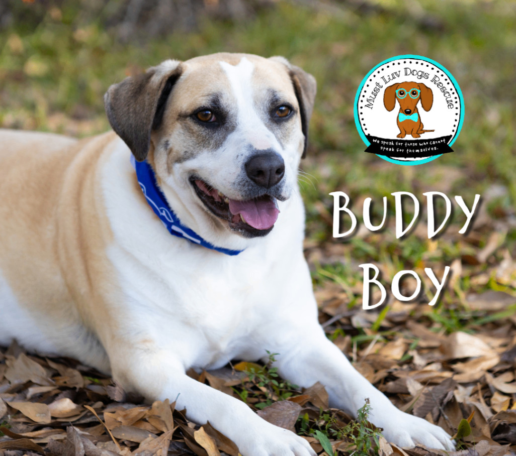 Buddy Boy, a Adoptable mixed breed in Zachary, LA image 2/6