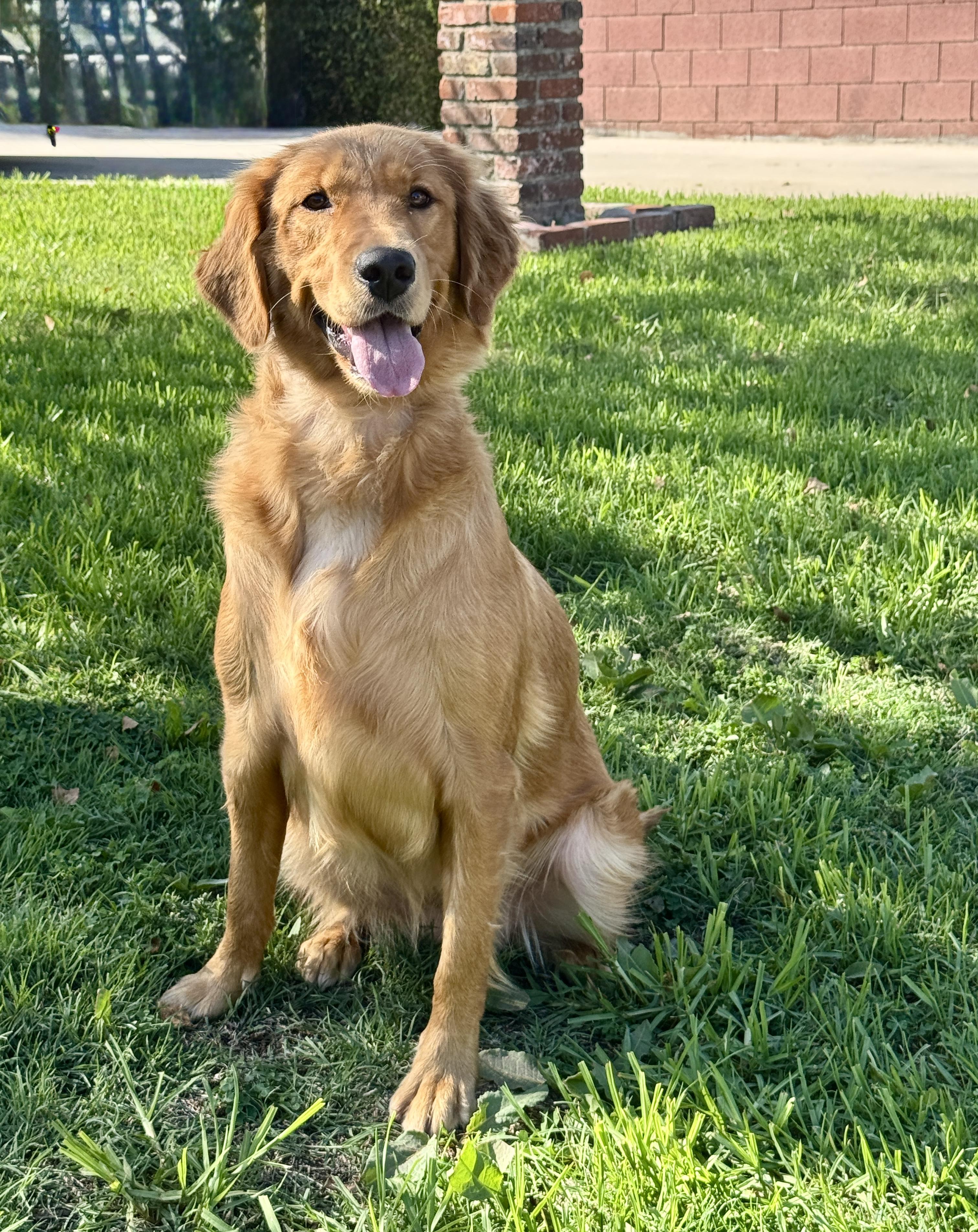 Enlarge Caramel, a Adopted Golden Retriever in Van Nuys, CA image 3/3