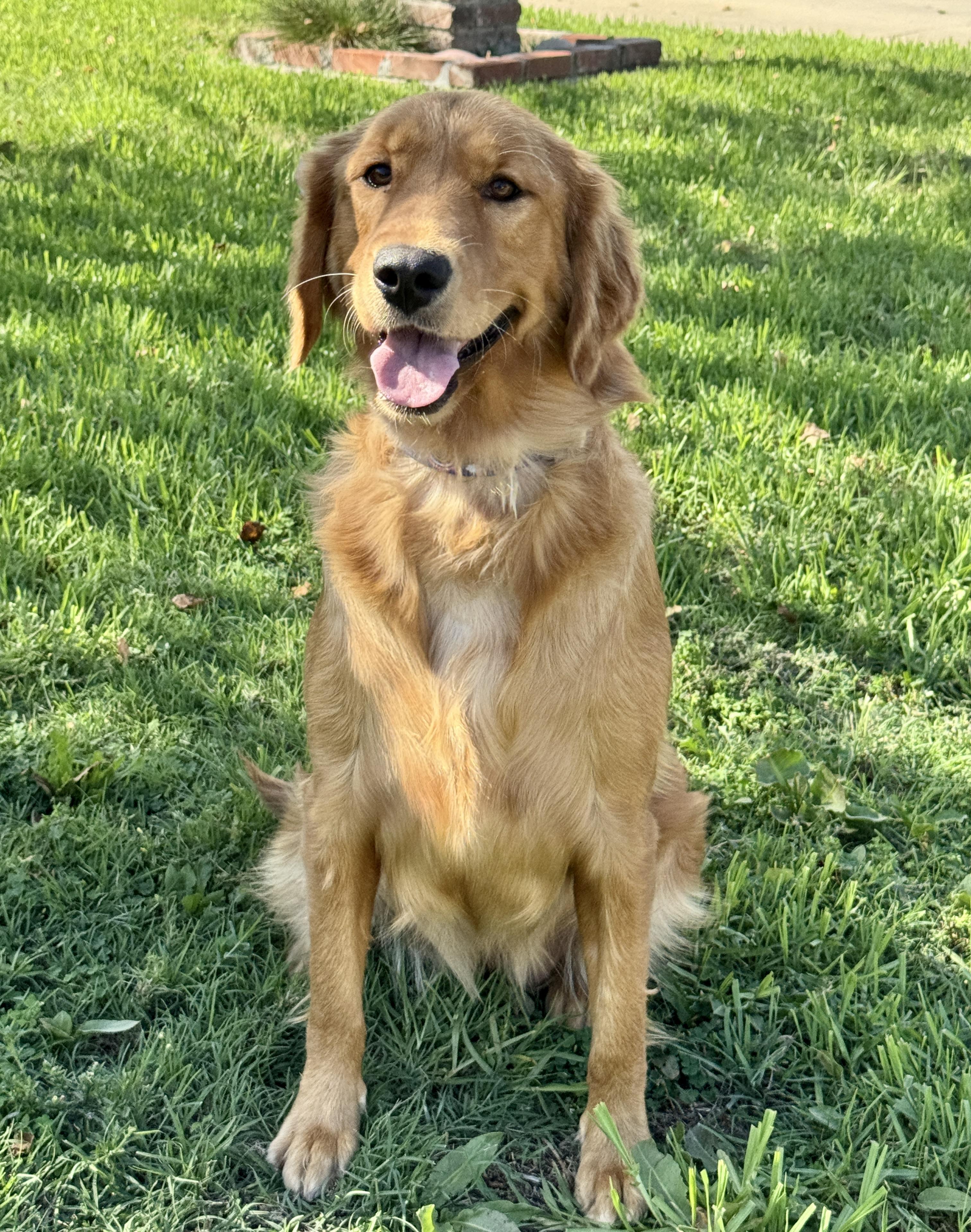 Caramel, Adopted, Young Female Golden Retriever.