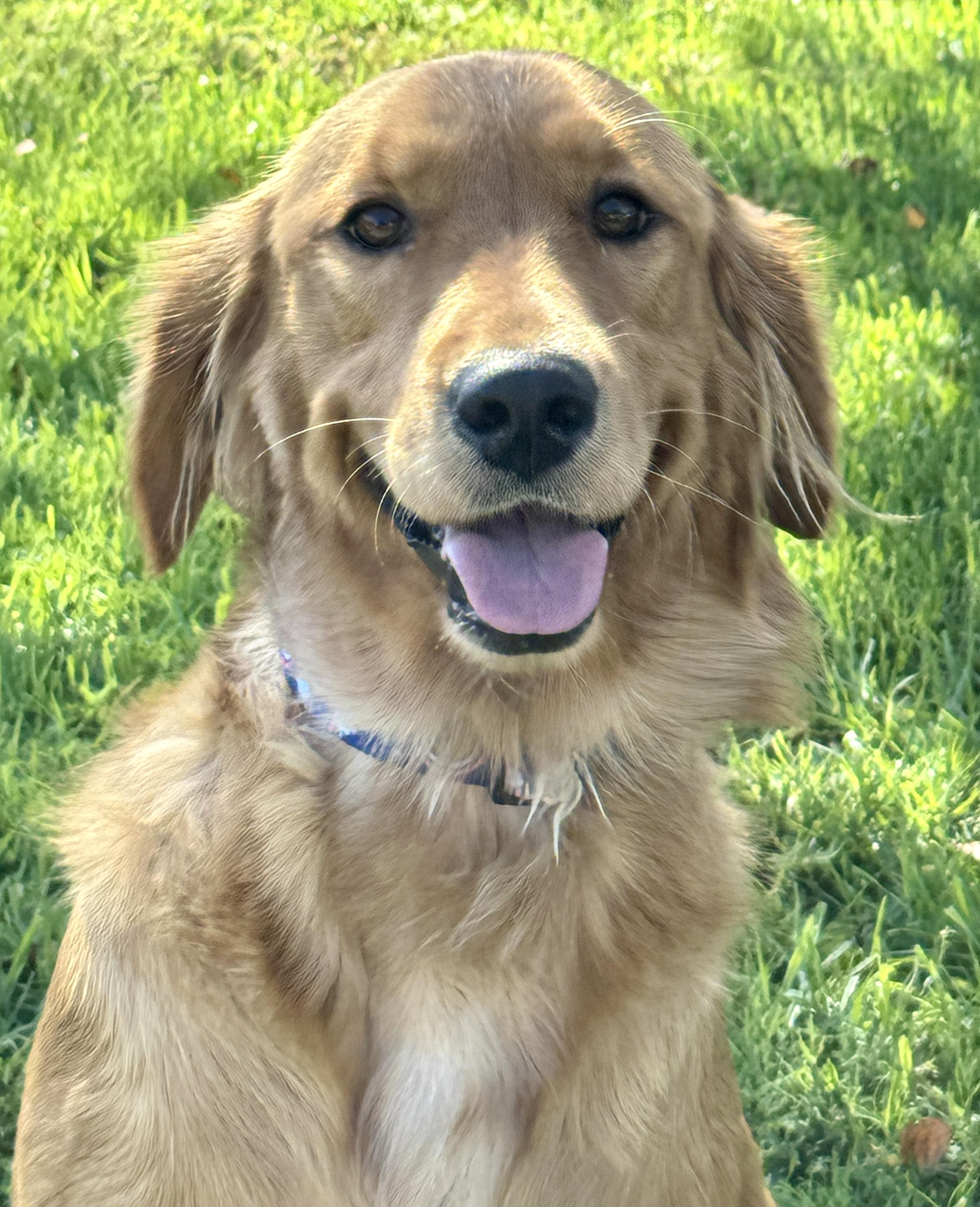 Enlarge Caramel, a Adopted Golden Retriever in Van Nuys, CA image 2/3