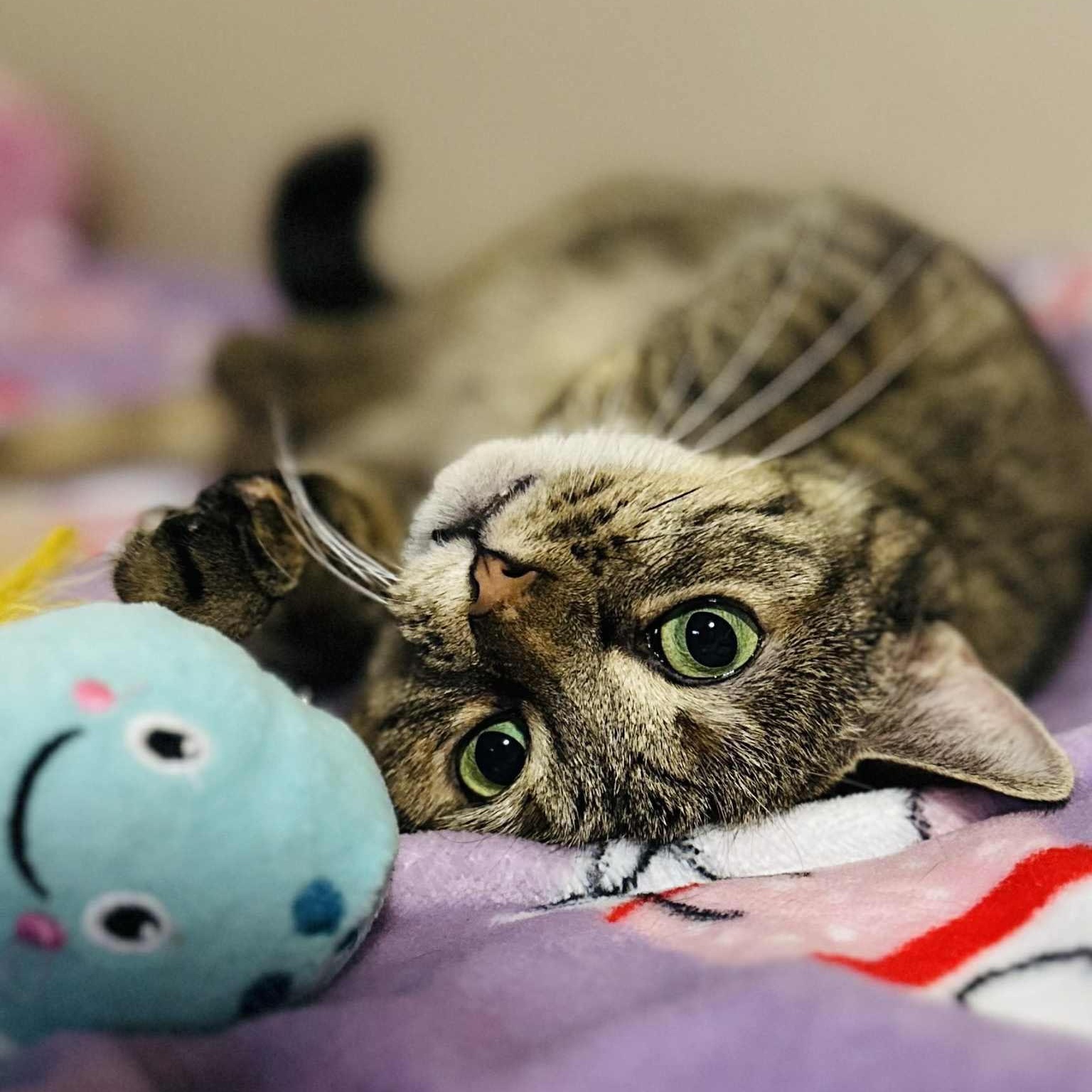 Bella, a Adoptable Domestic Short Hair in Norfolk, VA image 1/6