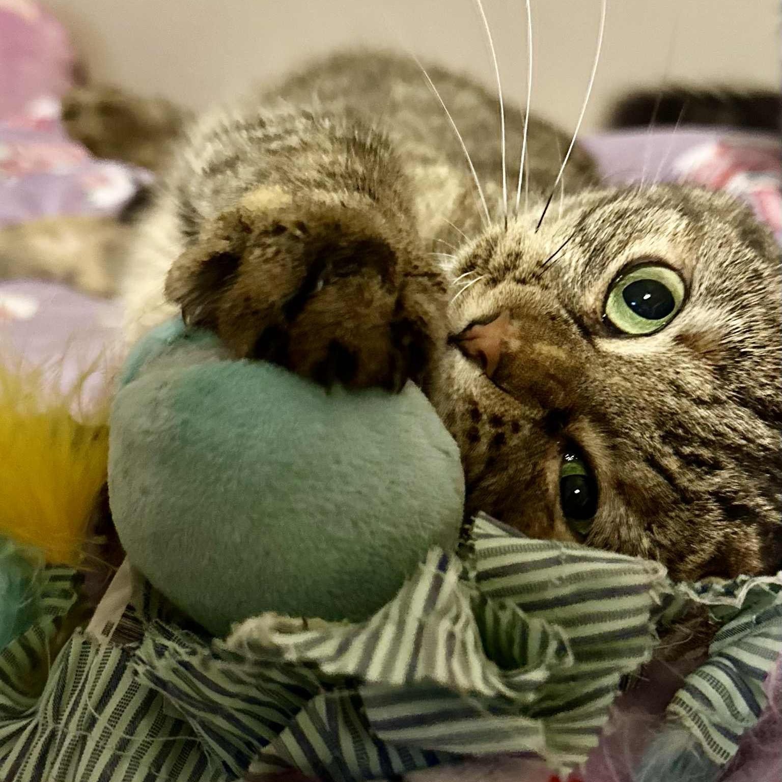 Bella, a Adoptable Domestic Short Hair in Norfolk, VA image 5/6