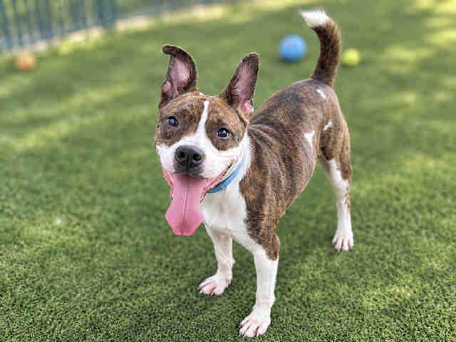 Enlarge SALLY, a Adoptable mixed breed in Bonita, CA image 1/1