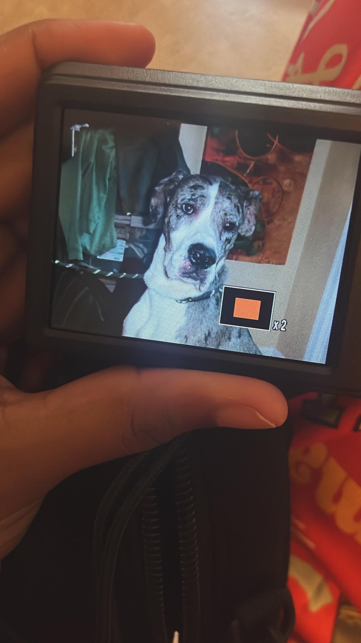 Boa, ADOPTABLE, Young Male Great Dane.