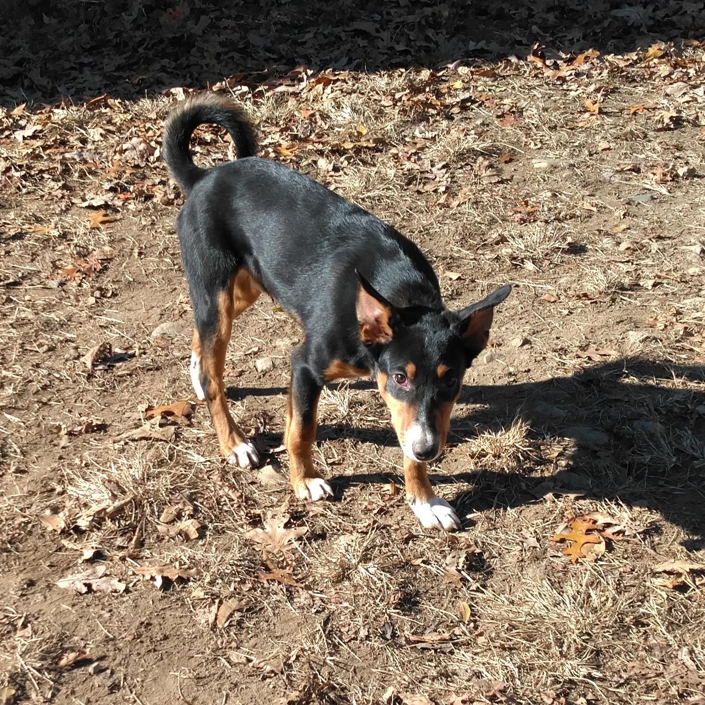 Enlarge Flurry (sweet but shy podengo needs a foster so he can come in from the cold!), an adopted Portuguese Podengo in HANSON, MA image 1/1