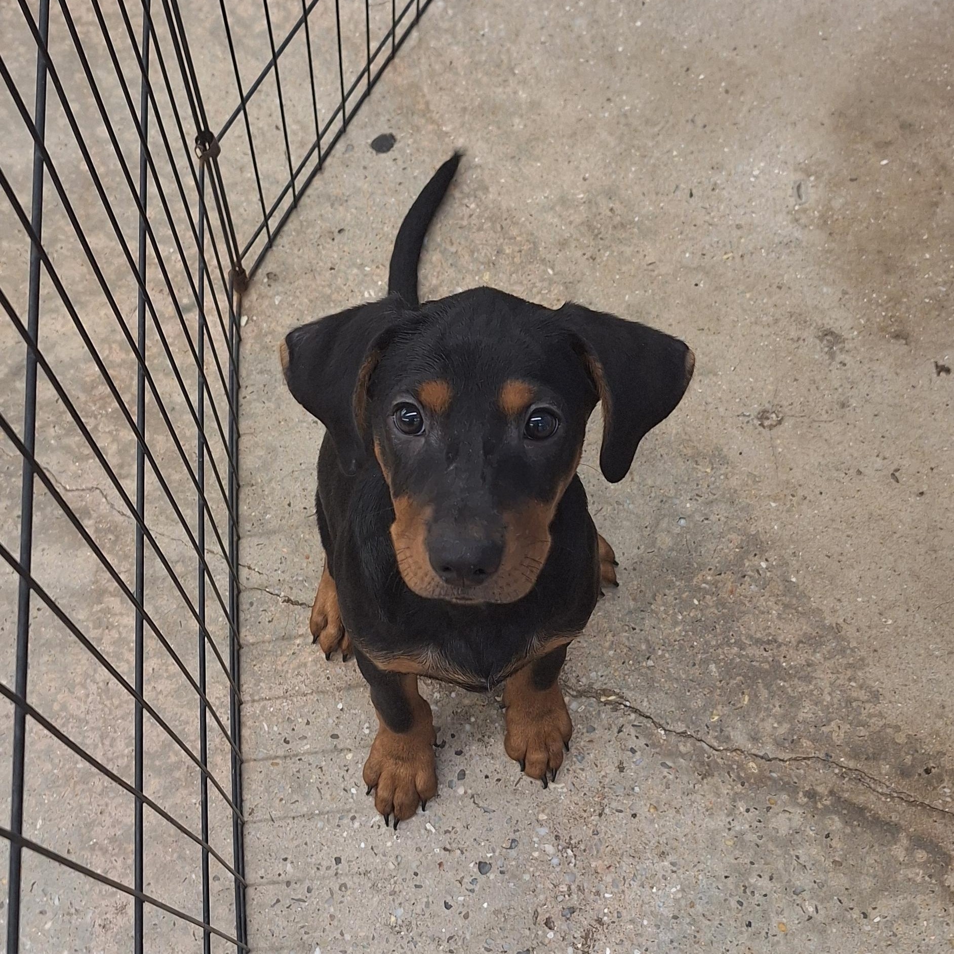 Enlarge Remy, a Adoptable mixed breed in Mobile , AL image 2/5