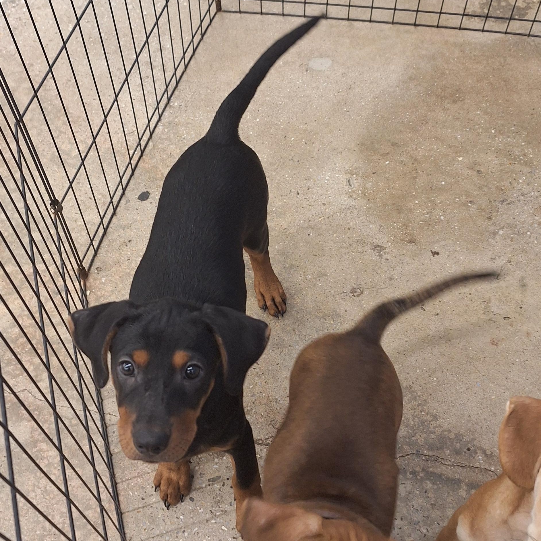 Enlarge Remy, a Adoptable mixed breed in Mobile , AL image 3/5