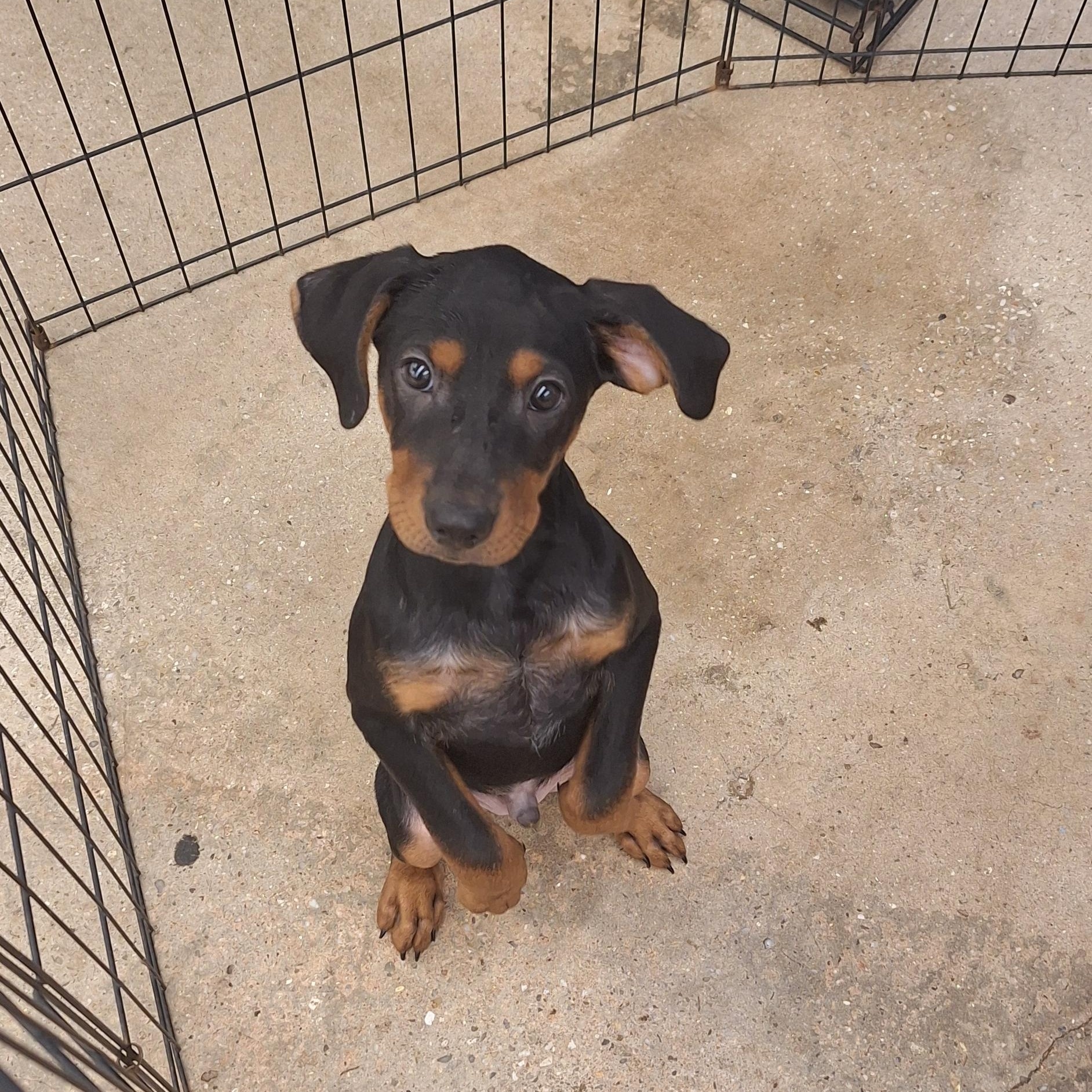 Enlarge Remy, a Adoptable mixed breed in Mobile , AL image 4/5
