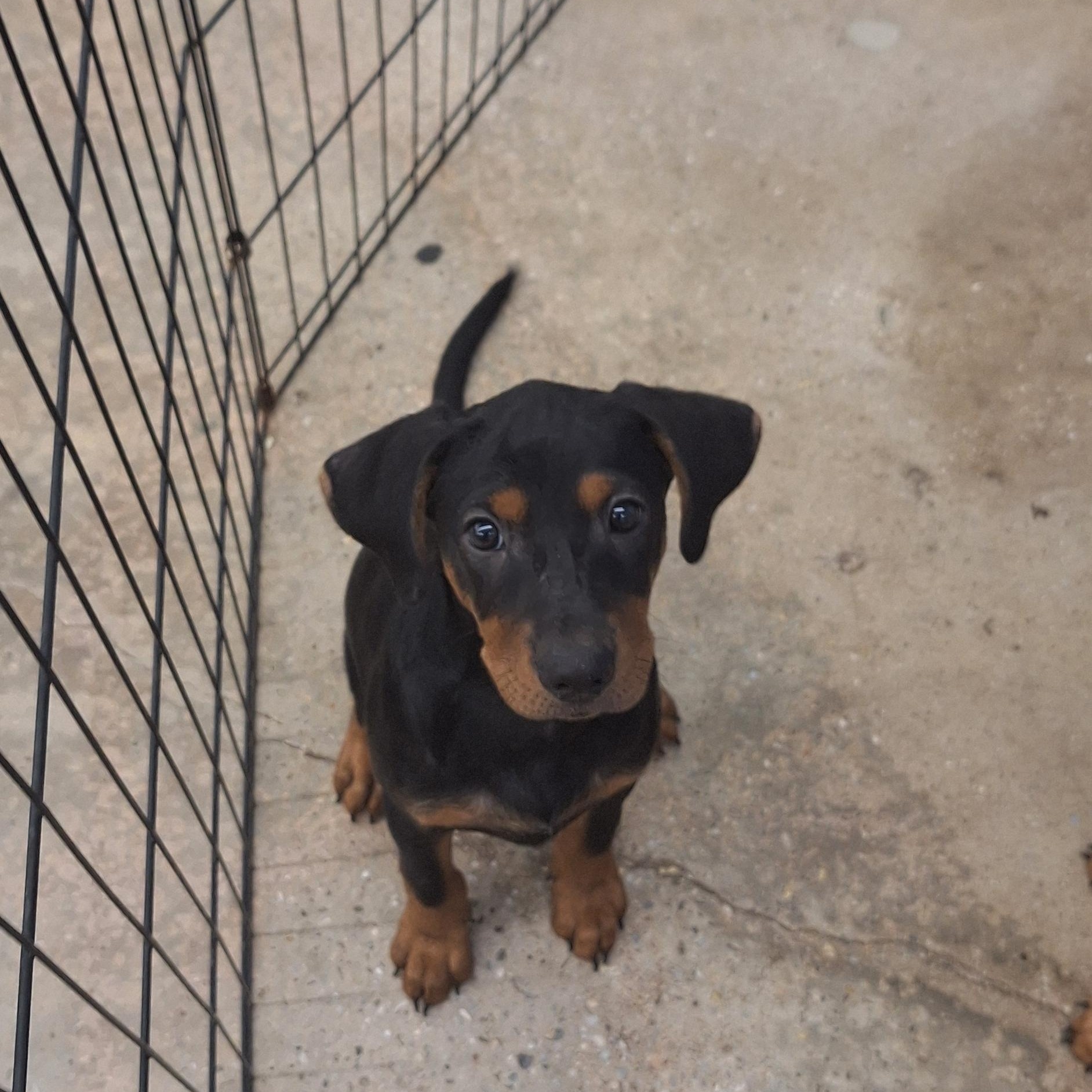 Remy, Adoptable, Puppy Male Hound.