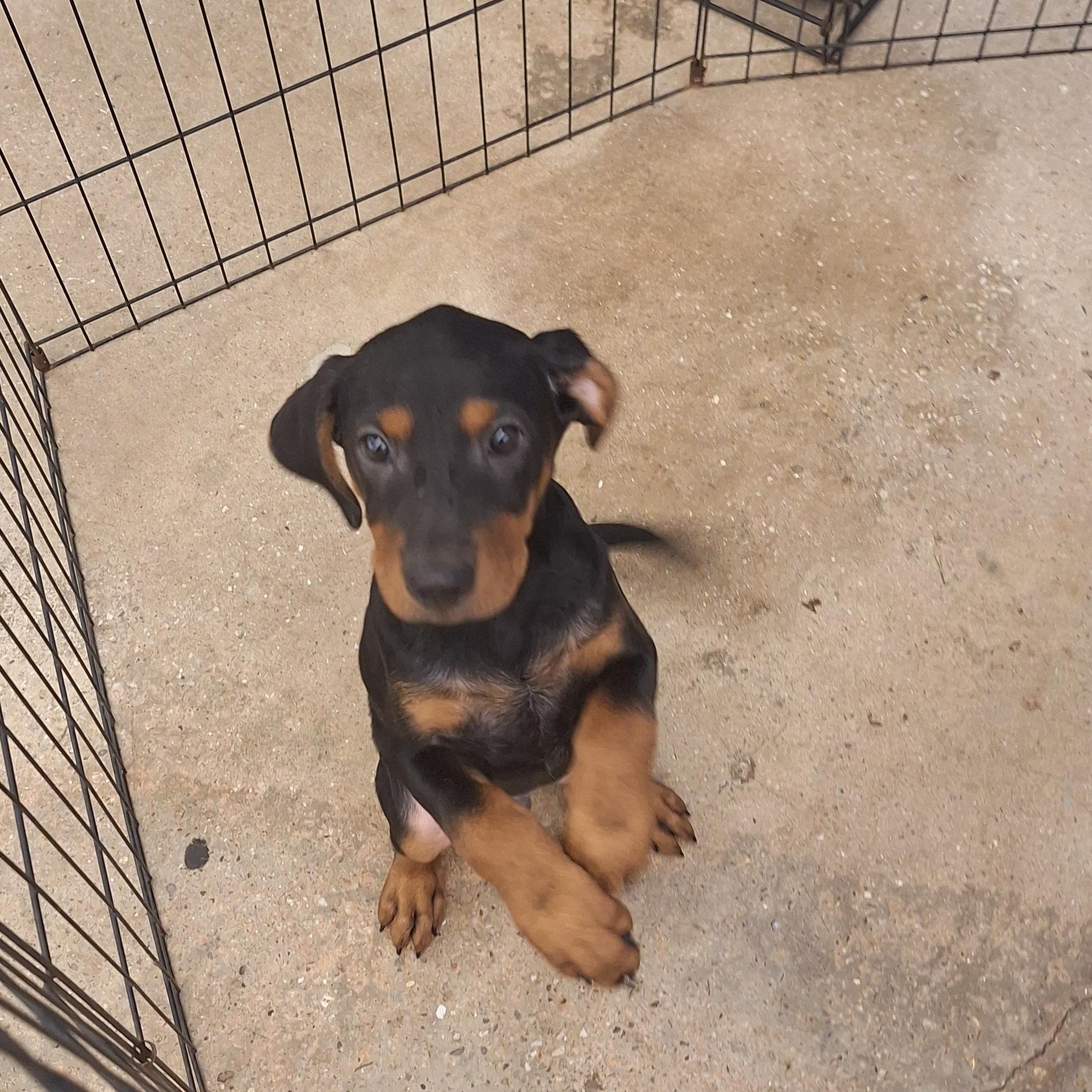 Enlarge Remy, a Adoptable mixed breed in Mobile , AL image 5/5
