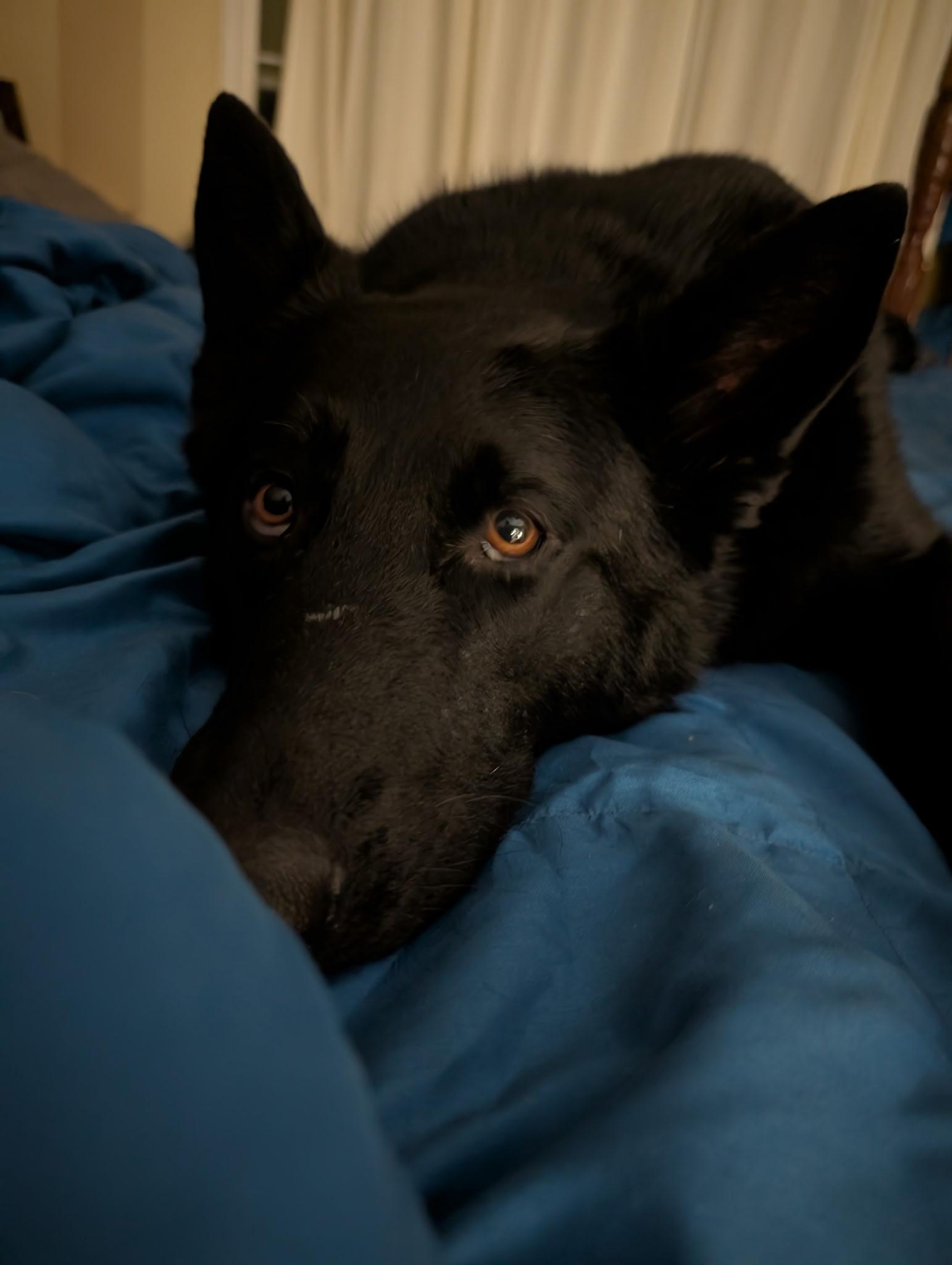 Remington, Adopted, Young Male German Shepherd Dog.