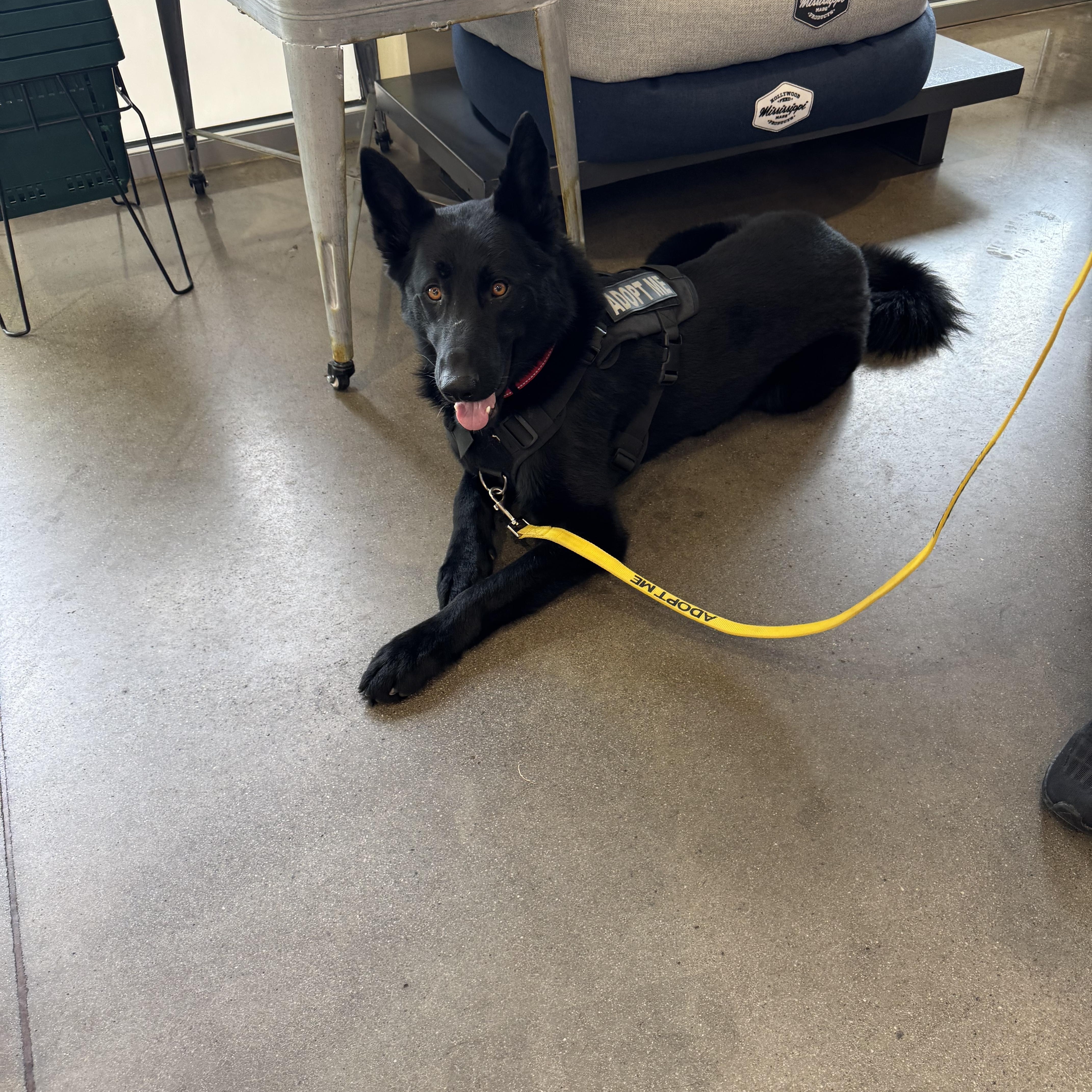 Remington, a Adopted mixed breed in Charlotte, NC image 2/4