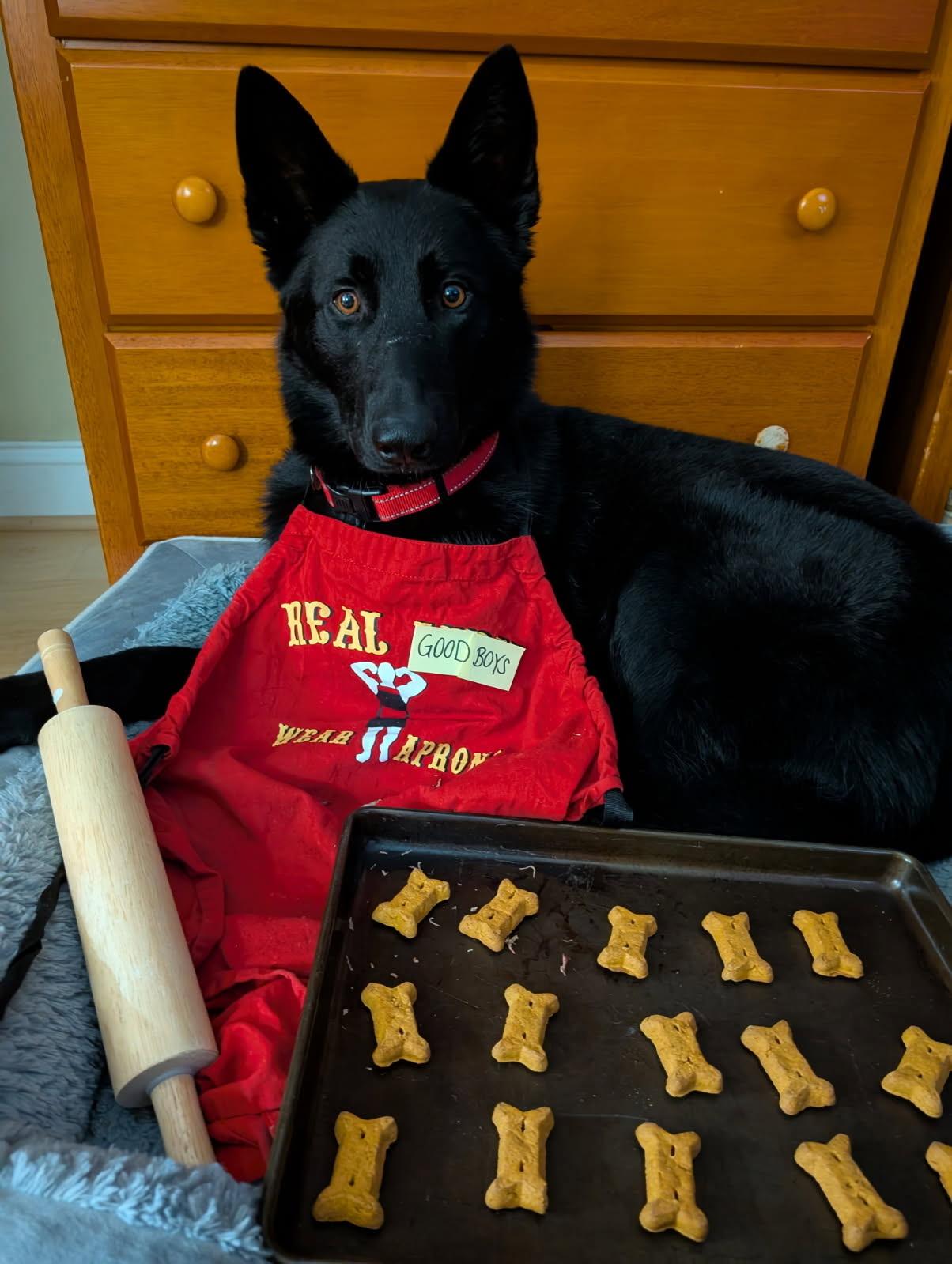 Remington, a Adopted mixed breed in Charlotte, NC image 3/4