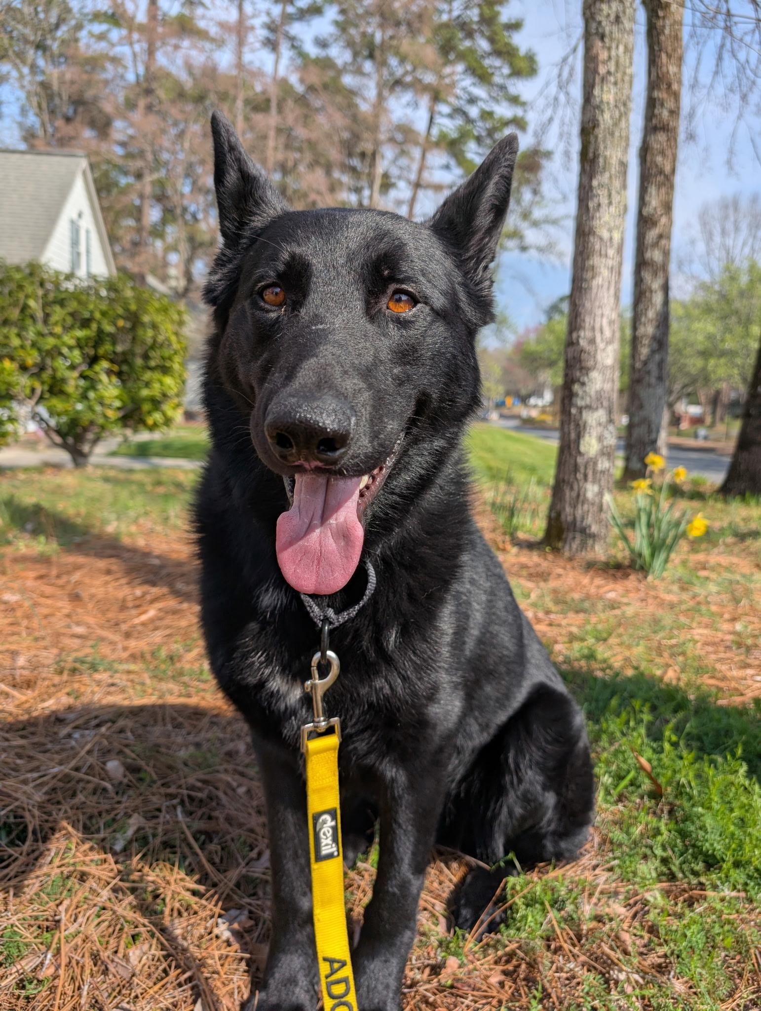 Remington, a Adopted mixed breed in Charlotte, NC image 4/4