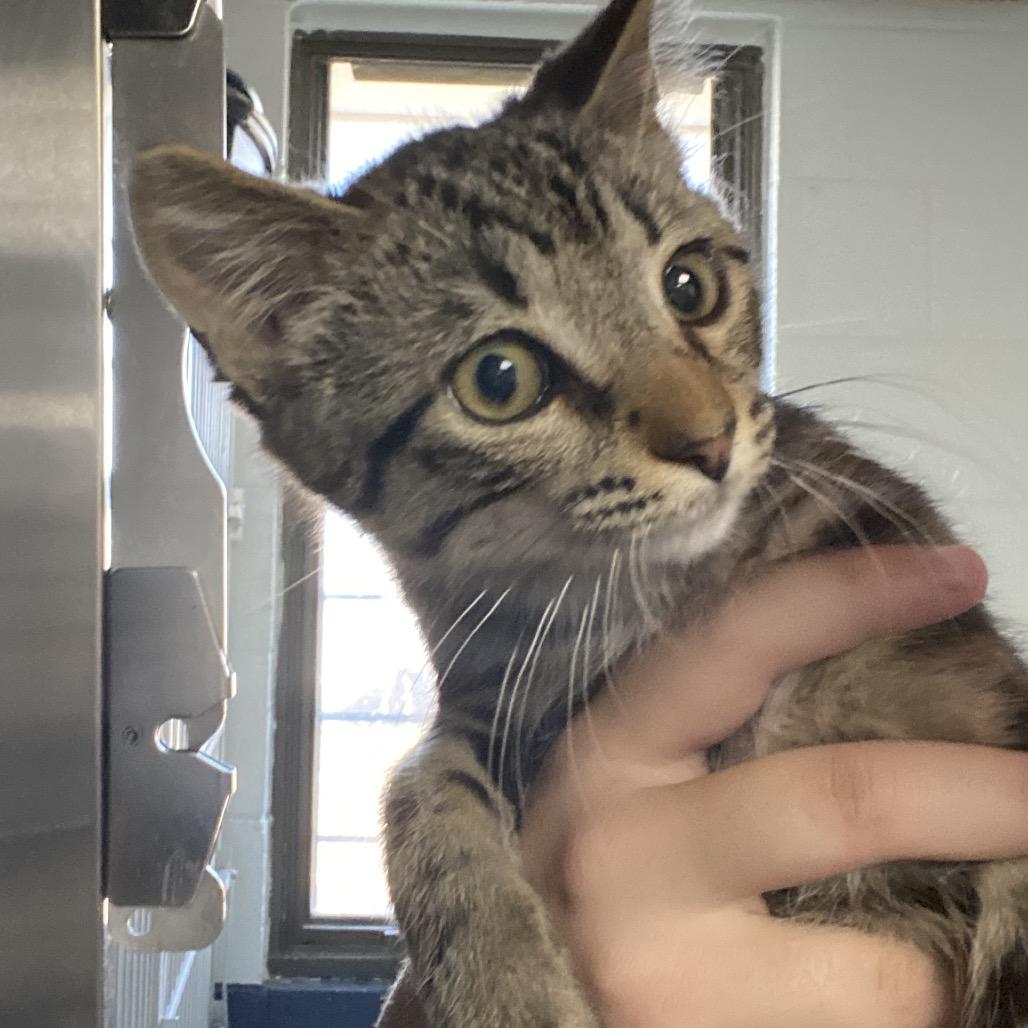 Enlarge Gru -Orange collar, a Adoptable Domestic Short Hair in Independence, KS image 1/2