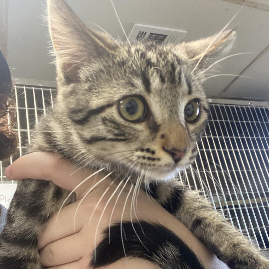 Enlarge Gru -Orange collar, a Adoptable Domestic Short Hair in Independence, KS image 2/2