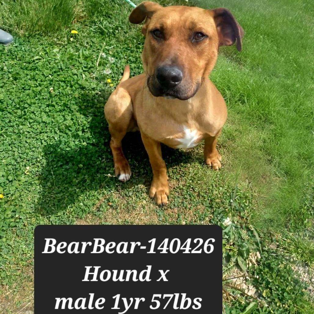 Enlarge Bear bear, a Adoptable Hound in New Tazewell, TN image 1/1
