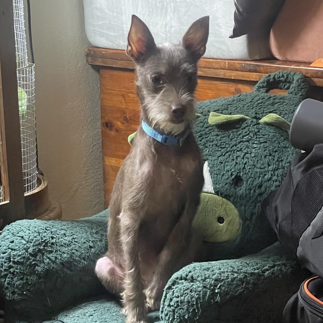 Enlarge Uncle Fester, a Adoptable Terrier in Prospect, KY image 1/1