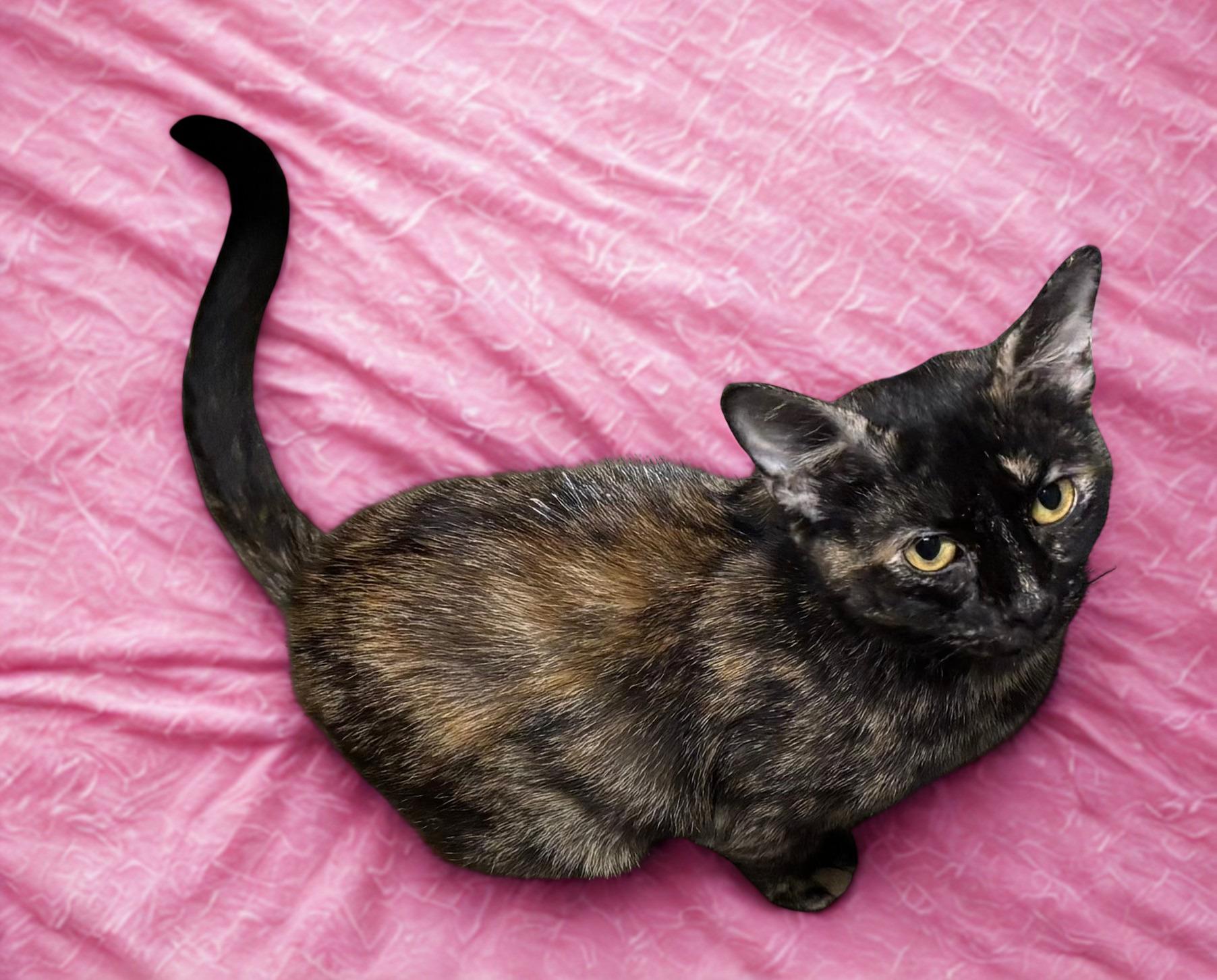Enlarge Tori, a Adoptable Domestic Short Hair in Paramus, NJ image 1/2