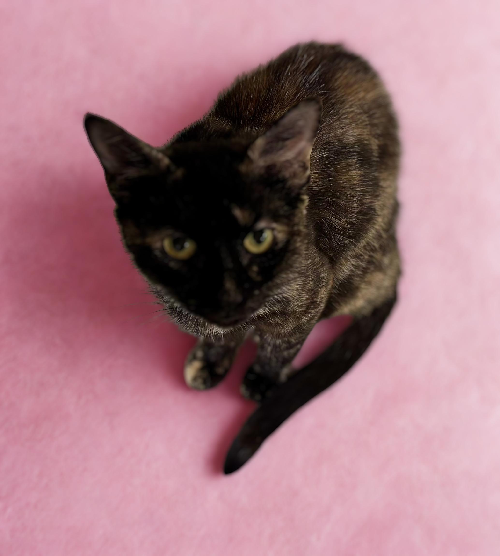 Enlarge Tori, a Adoptable Domestic Short Hair in Paramus, NJ image 2/2