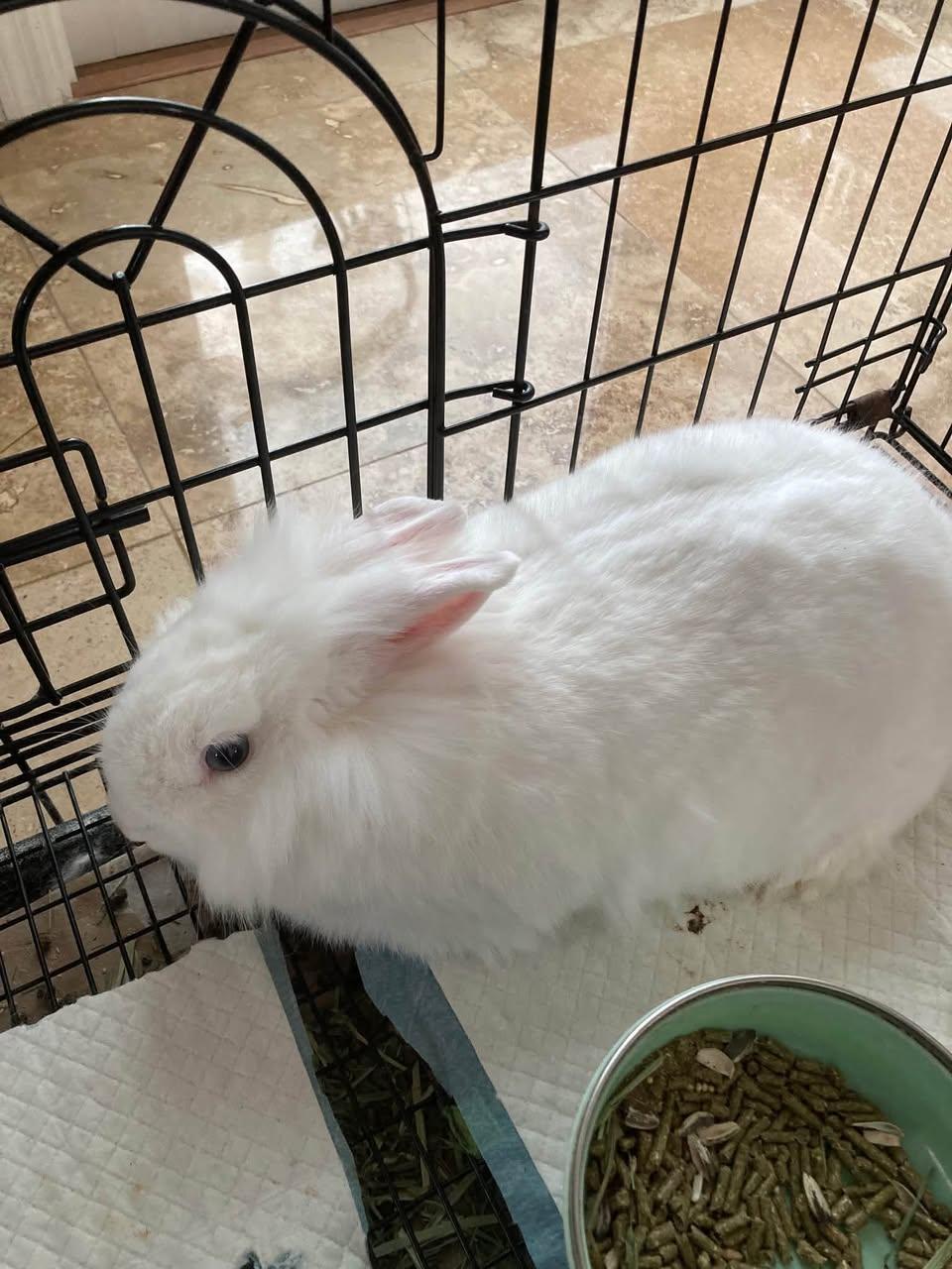 Enlarge Bubbie, a Adoptable American in CHARLOTTE, NC image 1/3