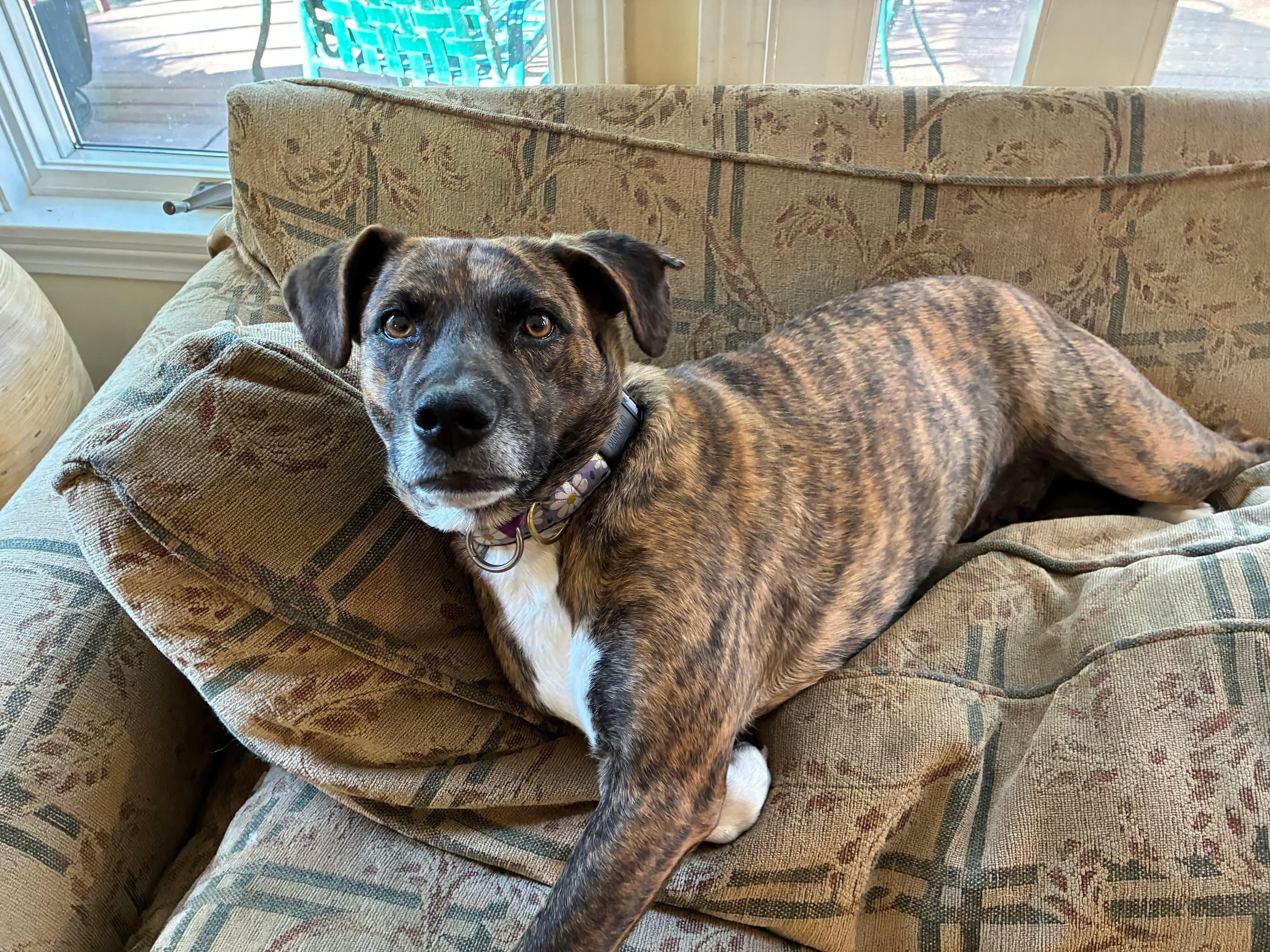 Galaxy, Adoptable, Adult Female Plott Hound.