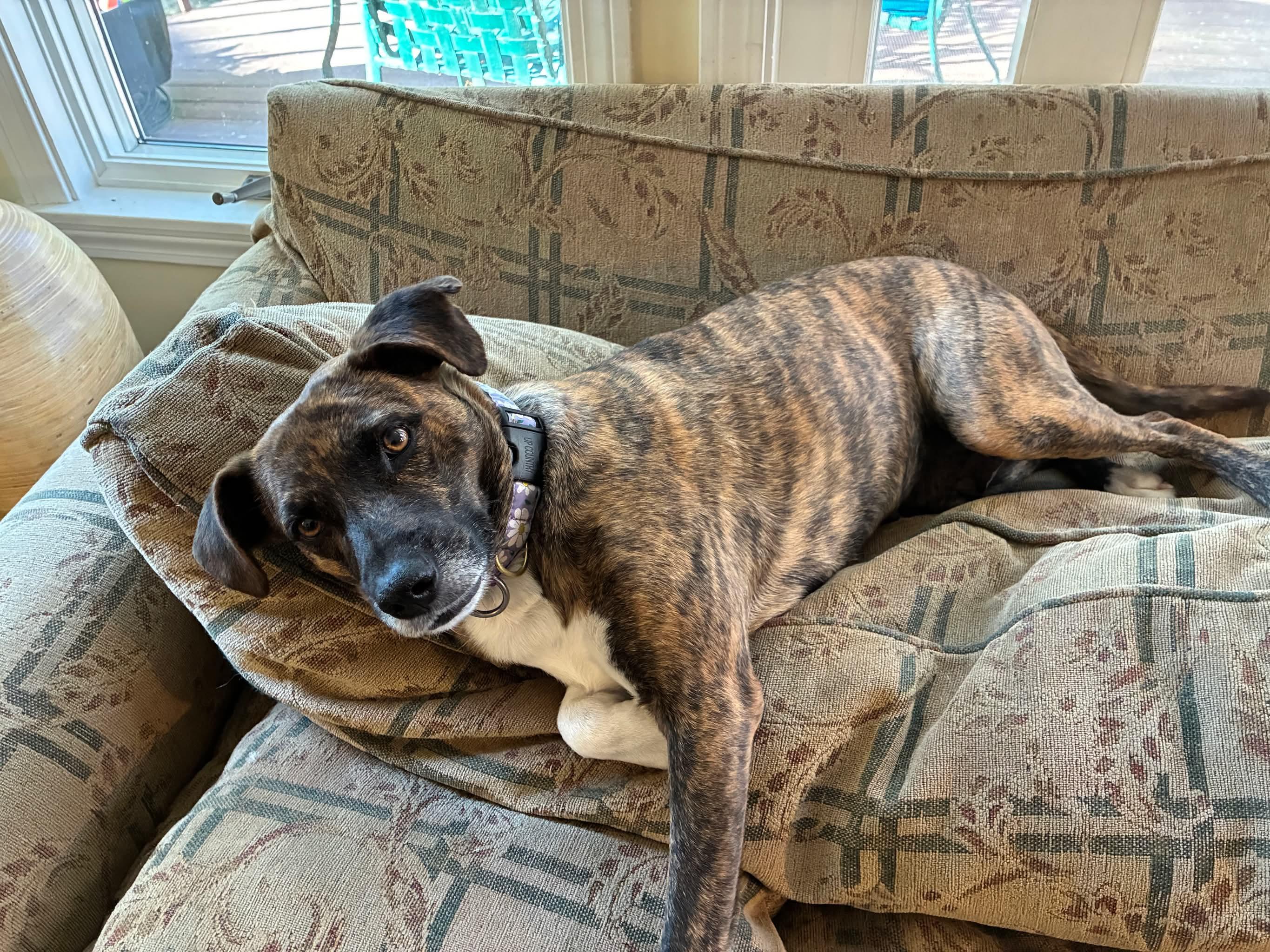 Enlarge Galaxy, a Adoptable mixed breed in Portland, ME image 4/5