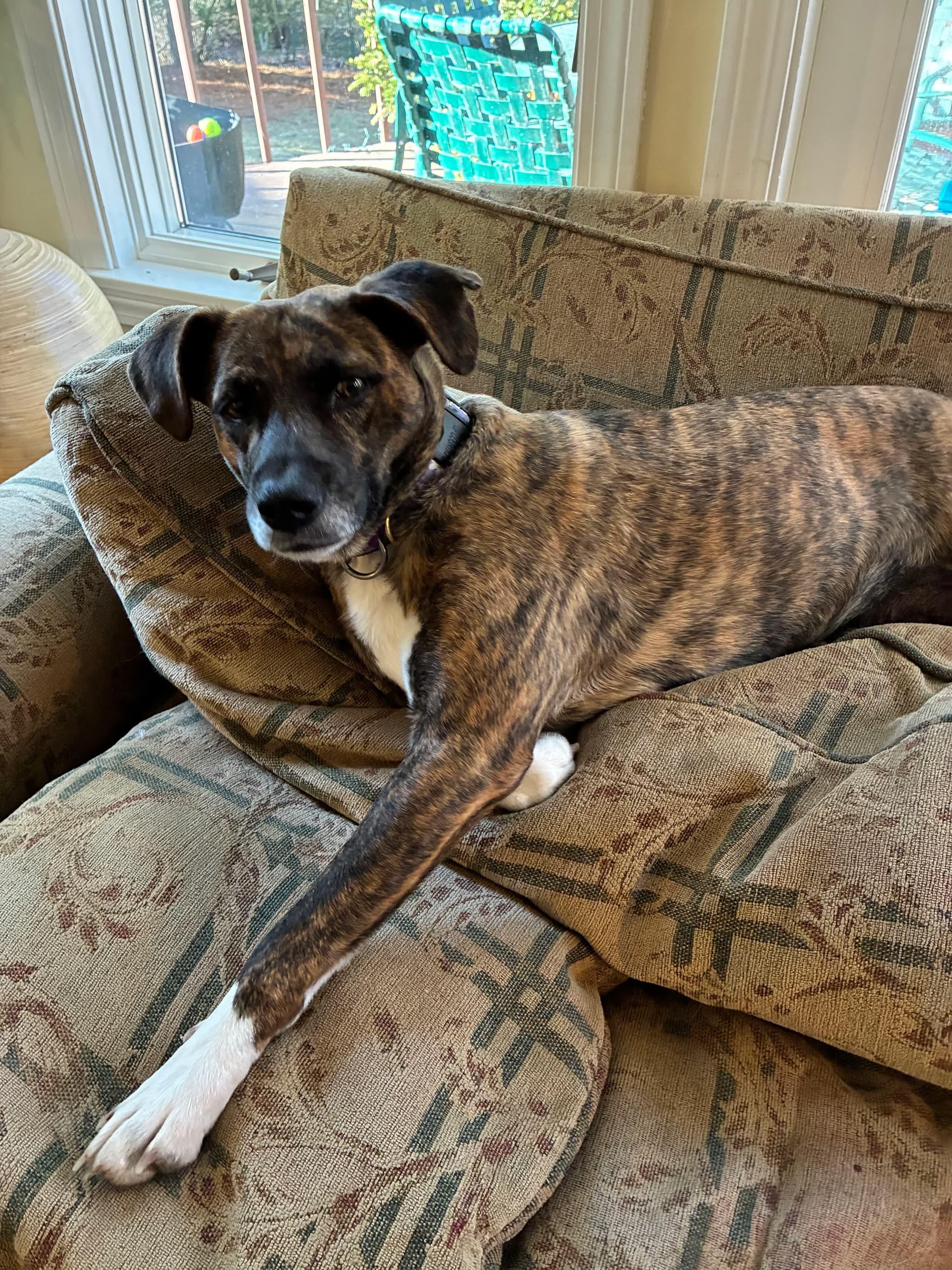 Enlarge Galaxy, a Adoptable mixed breed in Portland, ME image 5/5