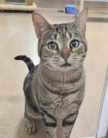 Scarlet, Adoptable, Adult Female Domestic Short Hair & Domestic Short Hair.