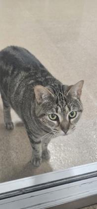 Enlarge Scarlet, a Adoptable mixed breed in Cumming, GA image 2/3