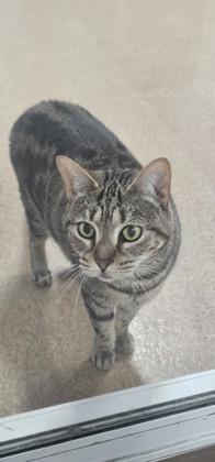 Enlarge Scarlet, a Adoptable mixed breed in Cumming, GA image 3/3