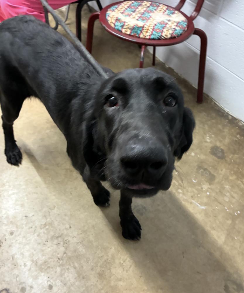 Donskoise / Cocoa, Adoptable, Adult Female Labrador Retriever.