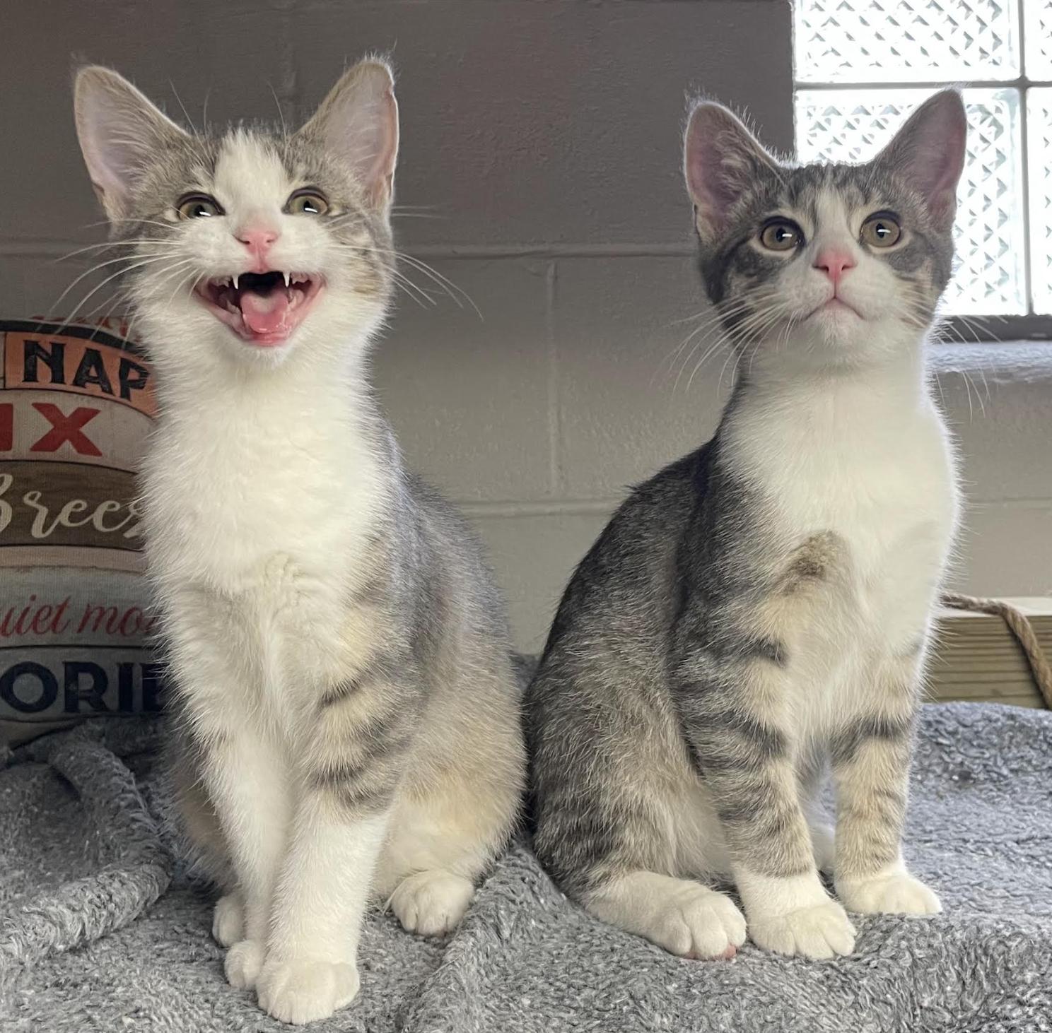 Enlarge Mittens, an adopted Domestic Short Hair in Cincinnati, OH image 2/2