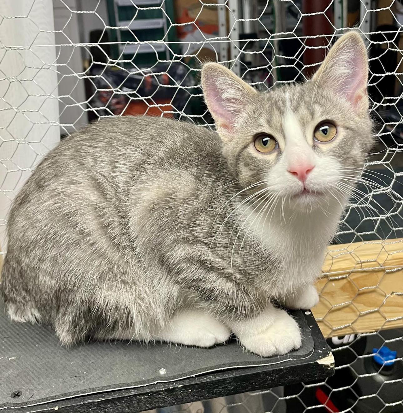 Mittens, adopted, Kitten Male Domestic Short Hair.