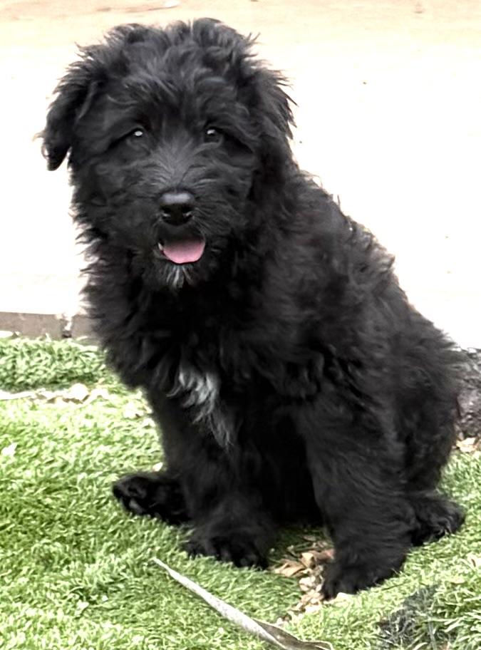 LEXIE, an adopted Goldendoodle in Carlsbad, CA image 2/6