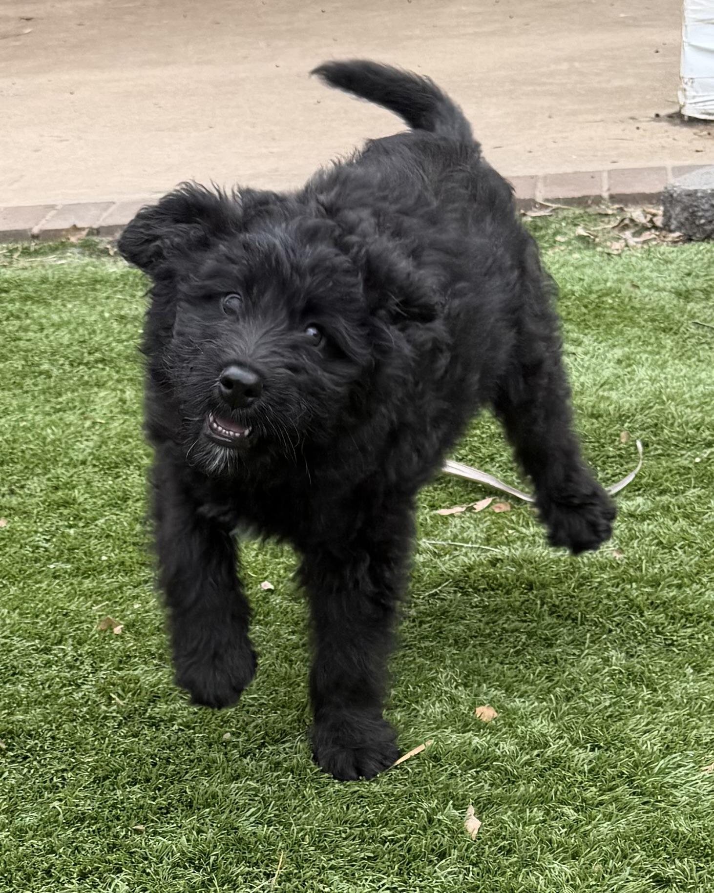 LEXIE, an adopted Goldendoodle in Carlsbad, CA image 3/6