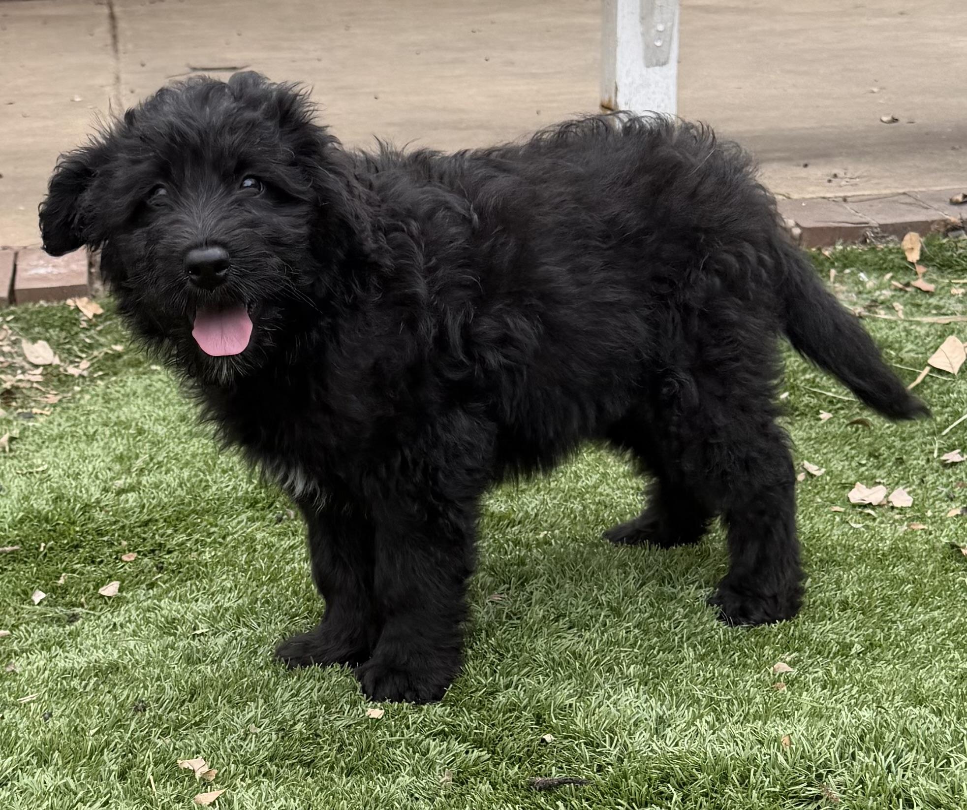 LEXIE, an adopted Goldendoodle in Carlsbad, CA image 4/6