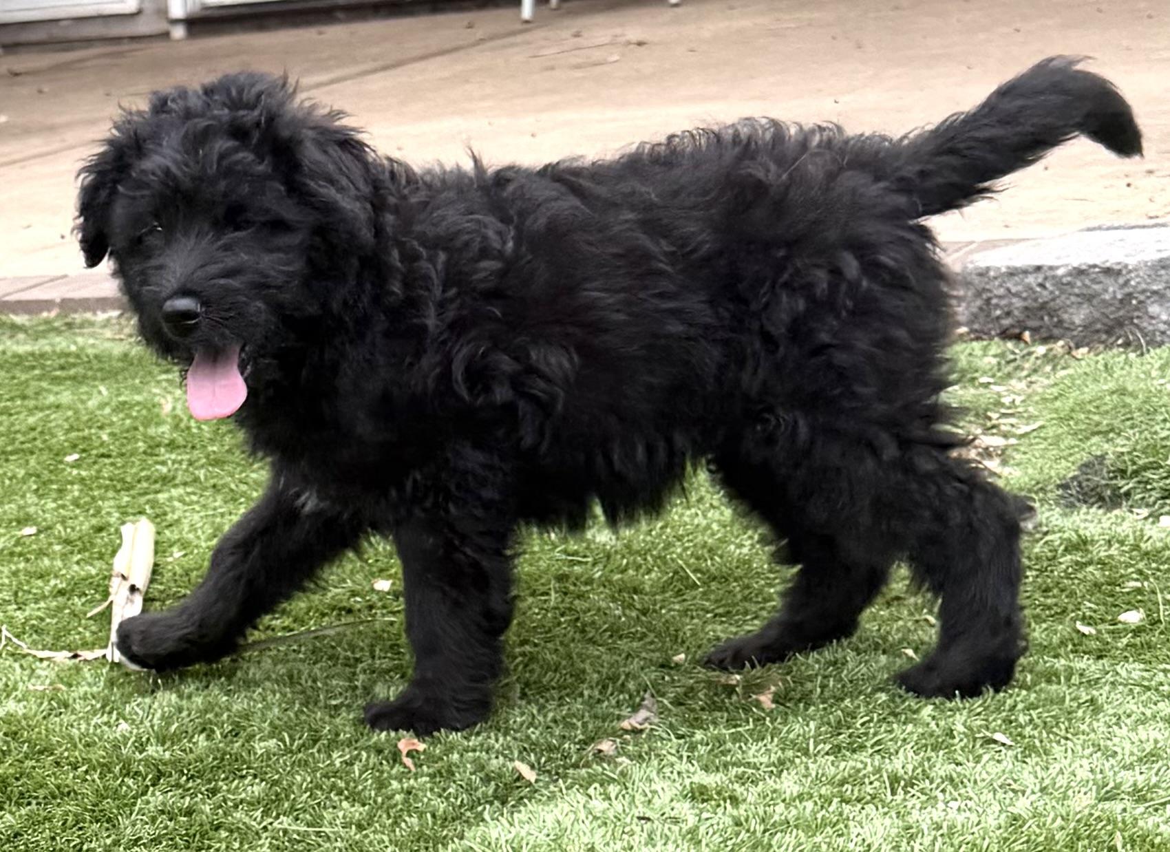 LEXIE, an adopted Goldendoodle in Carlsbad, CA image 5/6