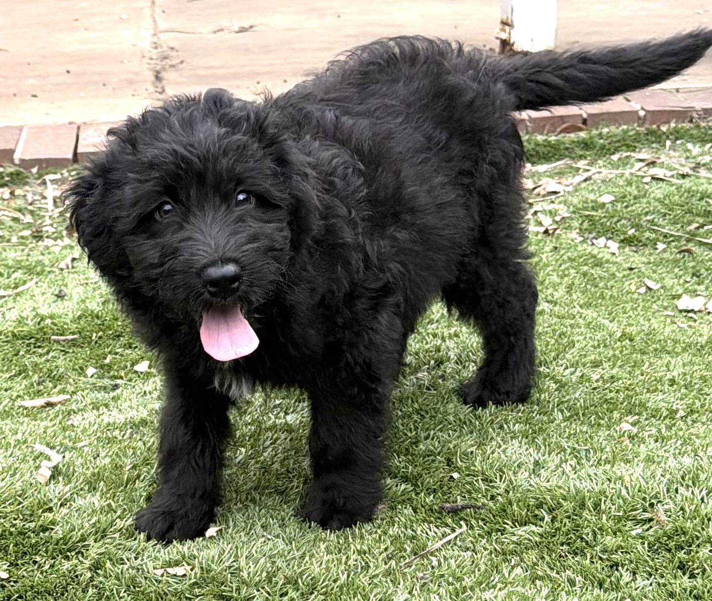 LEXIE, an adopted Goldendoodle in Carlsbad, CA image 6/6