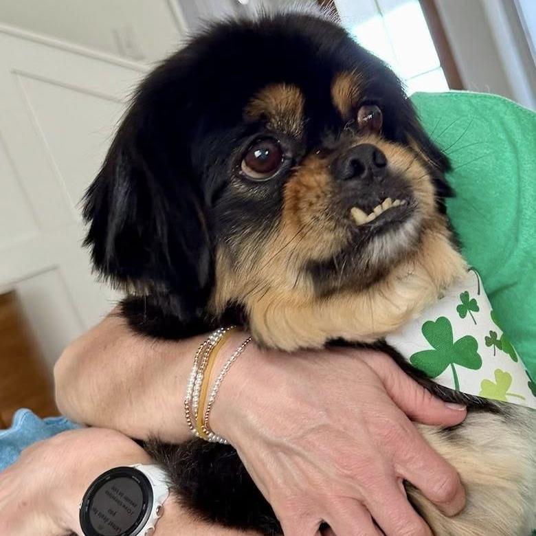 Enlarge Murphy, a Adoptable Tibetan Spaniel in Enterprise, AL image 1/1
