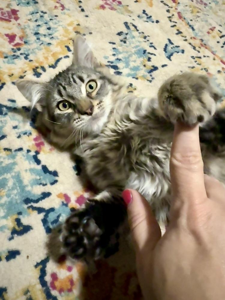 Enlarge Obsidian, a Adoptable Domestic Medium Hair in Bellingham, WA image 1/4